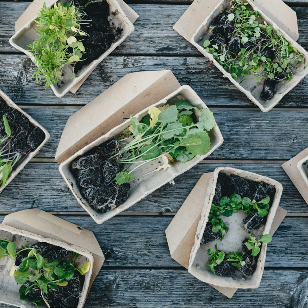 The correlation between biodegradable packaging and brand reputation